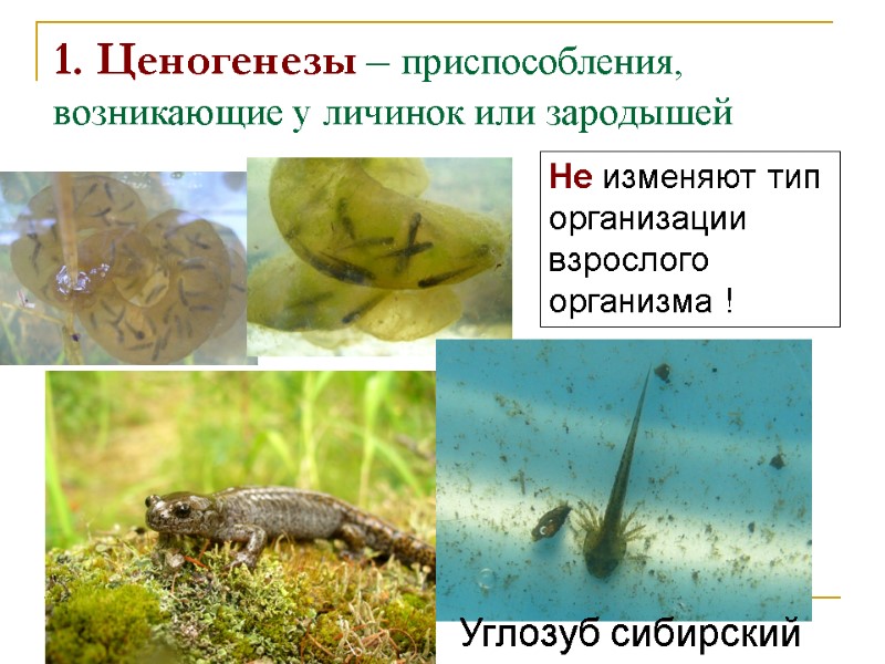 1. Ценогенезы – приспособления, возникающие у личинок или зародышей Углозуб сибирский Не изменяют тип 1. Ценогенезы – приспособления, возникающие у личинок или зародышей Углозуб сибирский Не изменяют тип